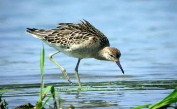 鹬的故事观后感优秀6篇