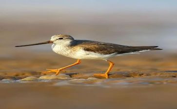 鹬的故事观后感模板7篇