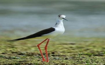 鹬的故事观后感优质8篇