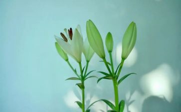 百合作文模板5篇