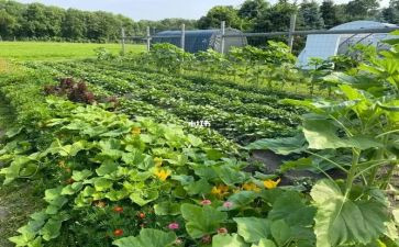 买菜音乐课教案模板5篇