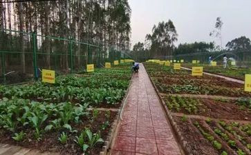 蔬菜市场调研报告5篇