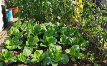 鲁菜餐厅策划方案范文6篇