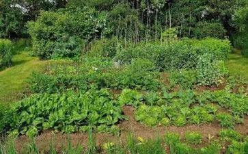 大班野菜教案7篇
