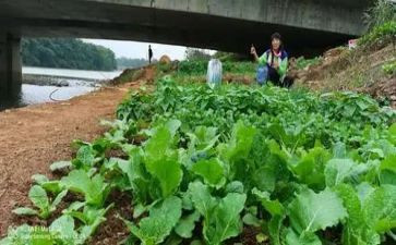 小班教案蔬菜宝宝教案6篇