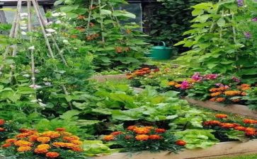 摘蔬菜教案优质7篇