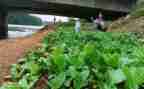 小班教案蔬菜宝宝教案6篇