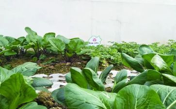 菜园教学反思8篇