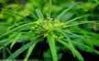 草古诗幼儿园小班教案8篇