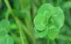 小班《草》教案6篇