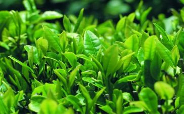 送奶茶活动策划5篇