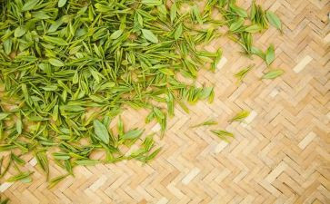 茶的芳香作文模板7篇