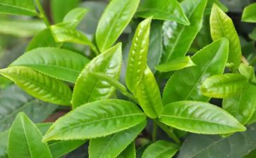茶的芳香作文8篇
