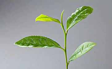 奶茶店小活动策划6篇