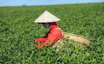 奶茶活动方案8篇