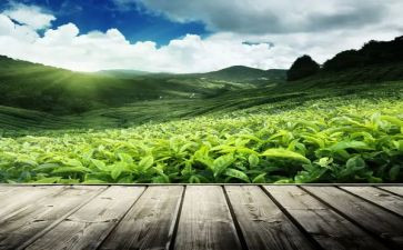 茶与我的生活心得体会8篇