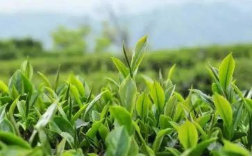 三分钟关于茶的演讲稿模板6篇