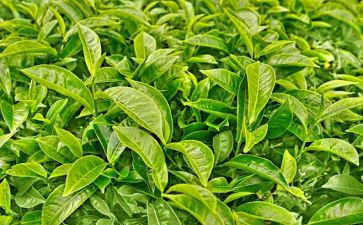 读茶道的心得体会8篇