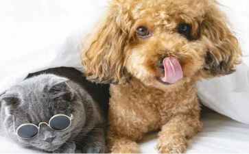 和宠物的作文模板7篇