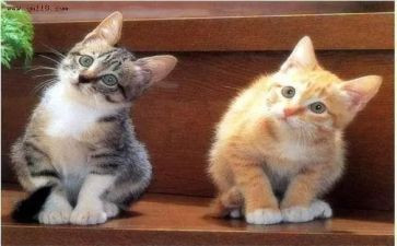 和宠物的作文优质7篇