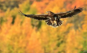 雕刻匠作文优秀5篇