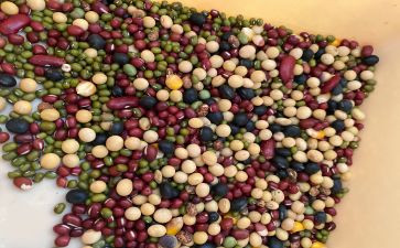 炒豆子的作文优质5篇