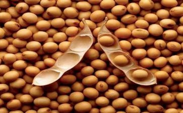 炒豆子的作文7篇