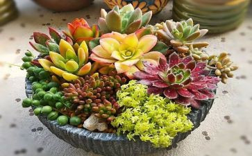 多肉植物的作文推荐6篇