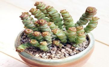 多肉植物的作文8篇