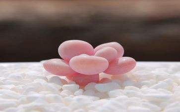 多肉植物的作文优秀6篇