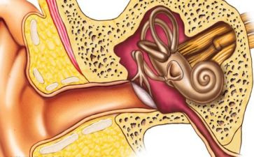 幼儿园中班耳朵教案8篇