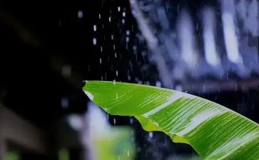 风雨中作文500字作文参考6篇