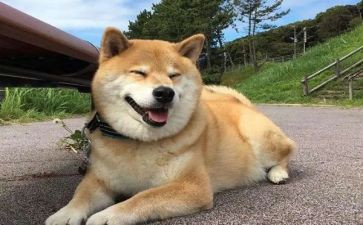 狗的即兴演讲稿优秀7篇