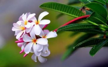 花水粉画教案7篇