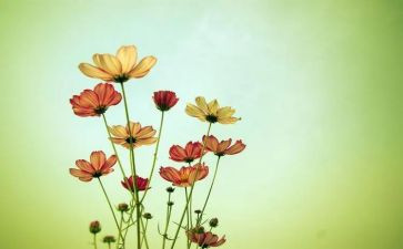花瓶里的花教案7篇