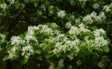 大班水粉画花教案5篇
