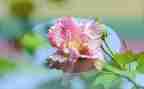 《青花瓷》教案7篇