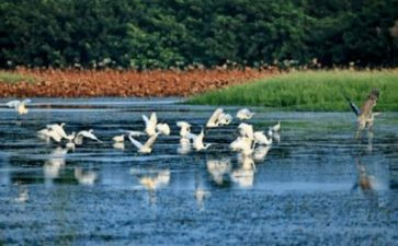 英语环境作文优质8篇