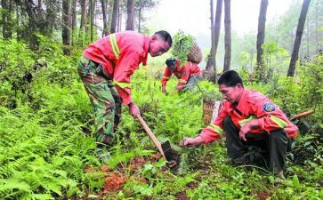 2024护林员工作总结报告6篇