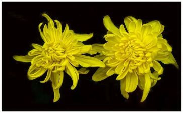 菊花与人的作文6篇