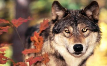 关于狼的故事的作文通用6篇