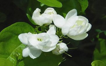大班音乐教案茉莉花教案6篇