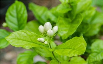 茉莉作文优秀8篇