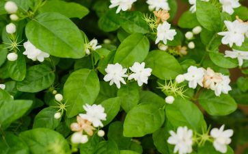 大班《茉莉花》教案7篇