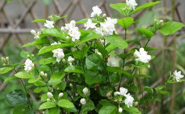音乐课《茉莉花》教案6篇