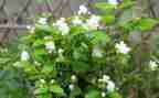音乐课《茉莉花》教案6篇