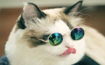 老虎猫的作文参考7篇