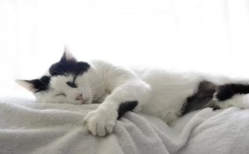 猫的王国作文模板6篇
