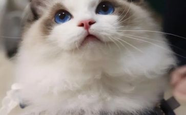 国宝大熊猫的作文优秀8篇