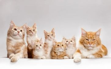 爱护猫的演讲稿通用6篇